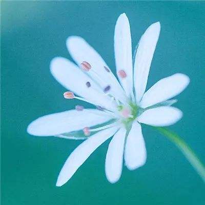 烽烟四起手游uc版下载